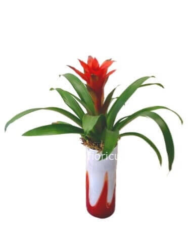 Pianta di guzmania completa di vaso di ceramica rosso
