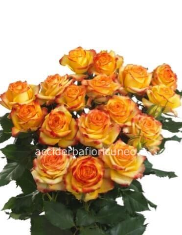 Rose Arancioni