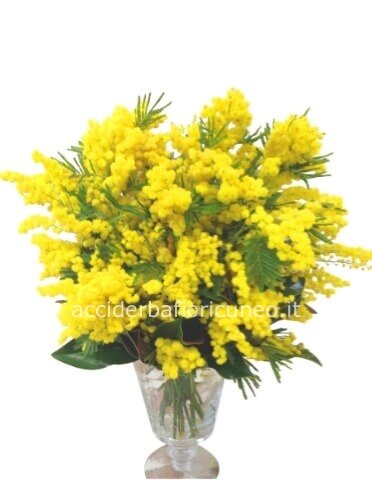 Bouquet di mimosa ( Vaso escluso)