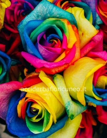 Rose Rainbow cm 80