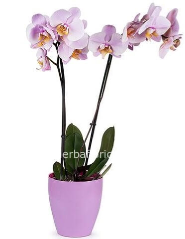 Pianta Phalenopsis a 3 steli con vaso ceramica in tinta