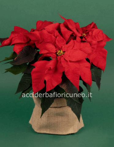 Stella di Natale Piccola 