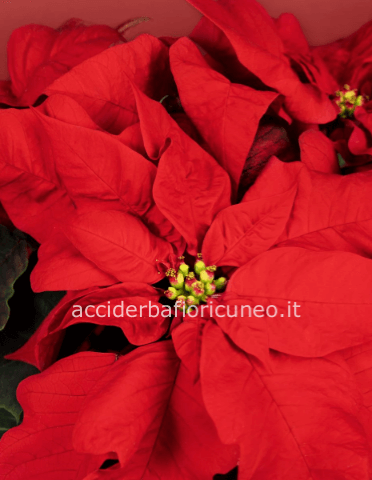 Stella di Natale Media 