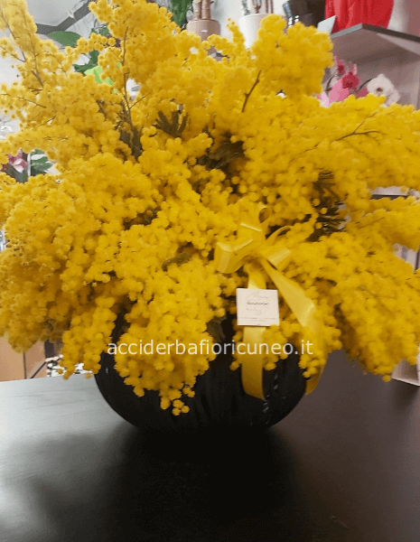 Composizione grande mimosa 