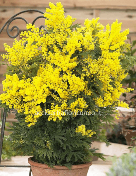 Su tutti i prodotti potete Aggiungere Ramo di miosa