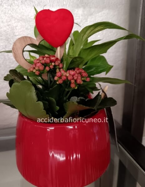 Composizione in ceramica piante mix