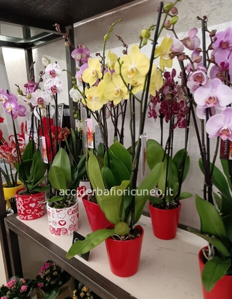 Orchidee 3 rami con vaso in ceramica 