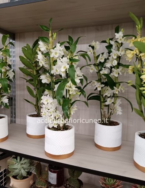 Orchidee Dendrobium