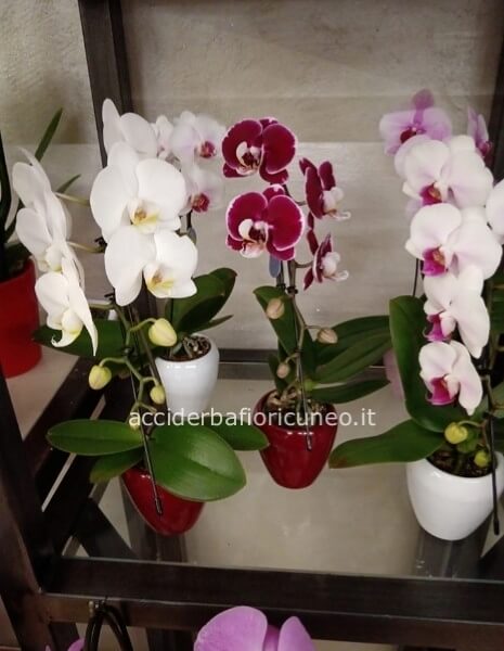 Orchidee a Cascata Piccole