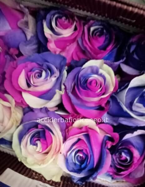 Rose Arcobaleno