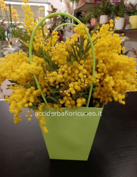 Boule grande di Mimosa